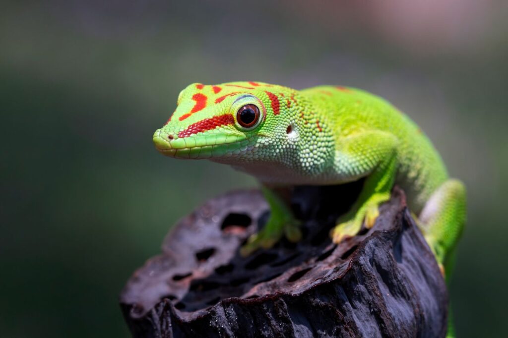 madagascar-giant-day-gecko