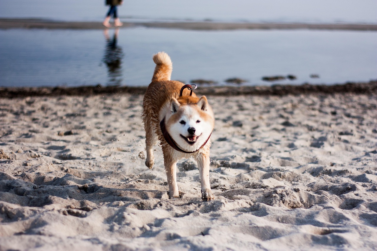 Shiba Inu happy