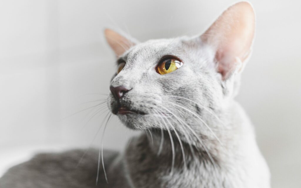 Oriental cat