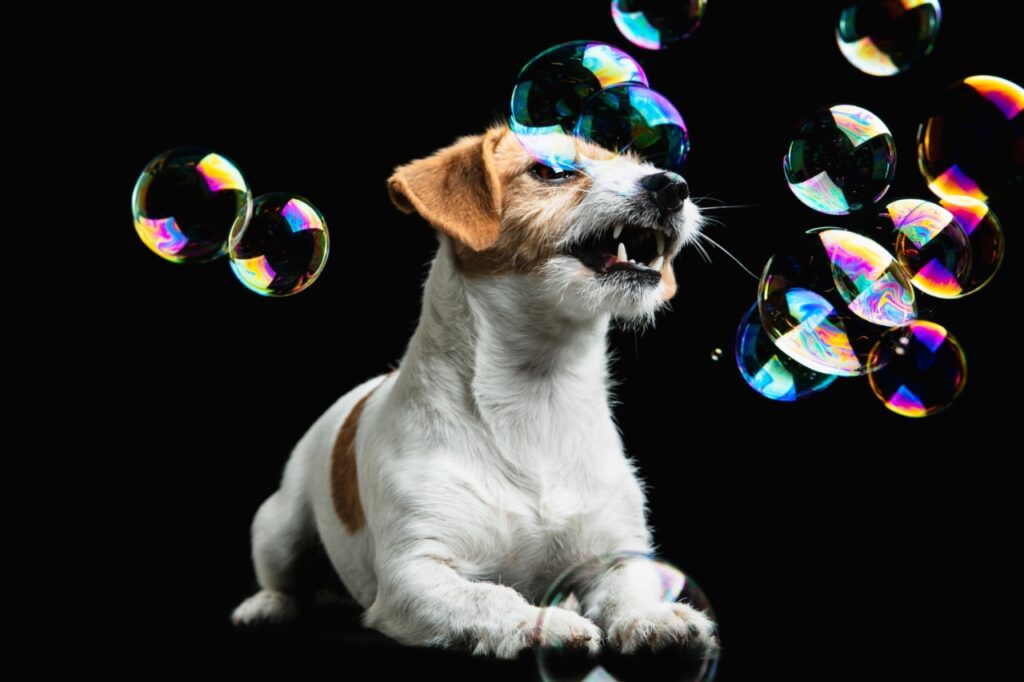 Jack Russel Terrier