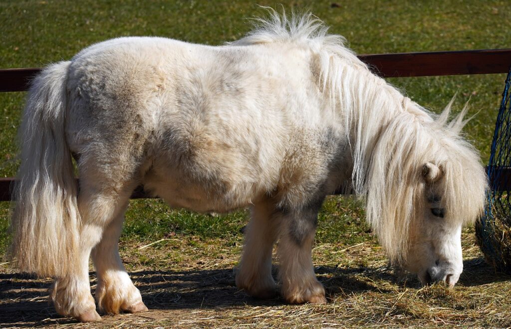 Shetland Pony