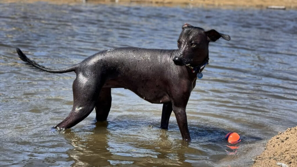 Xolo in water