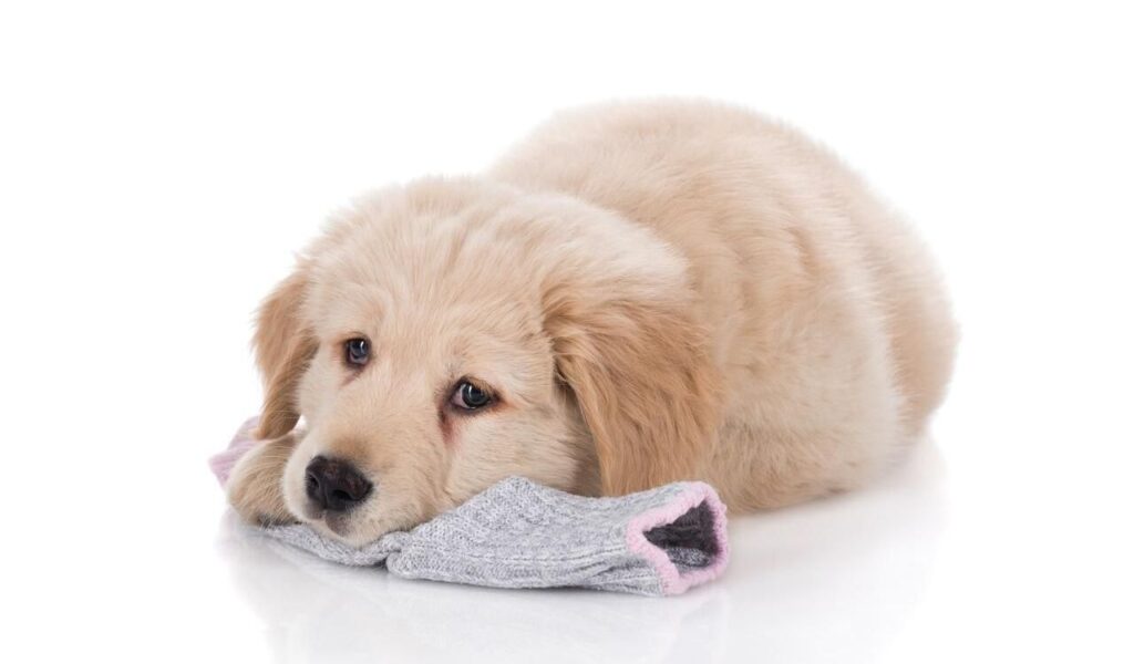 puppy lying down with a gray sock.