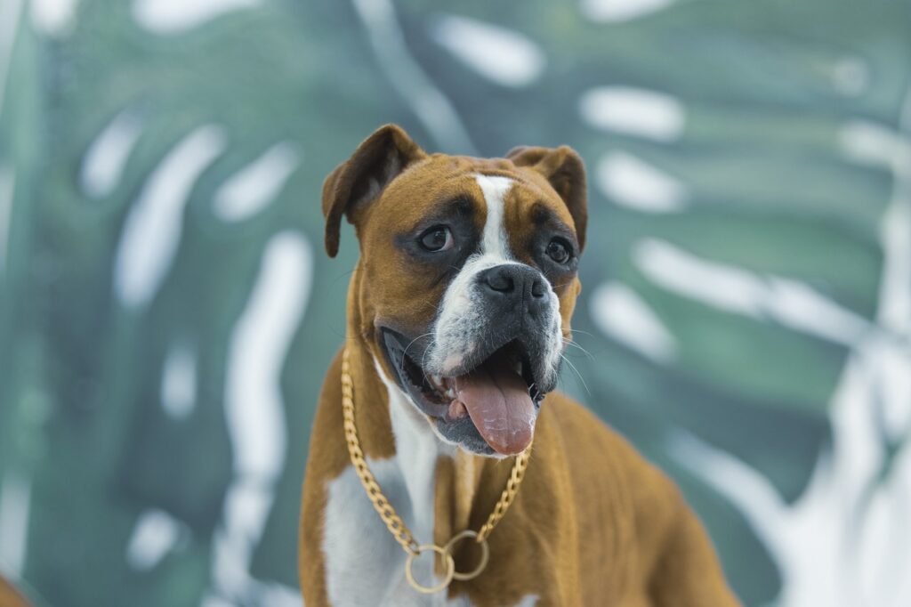 A Happy looking Boxer