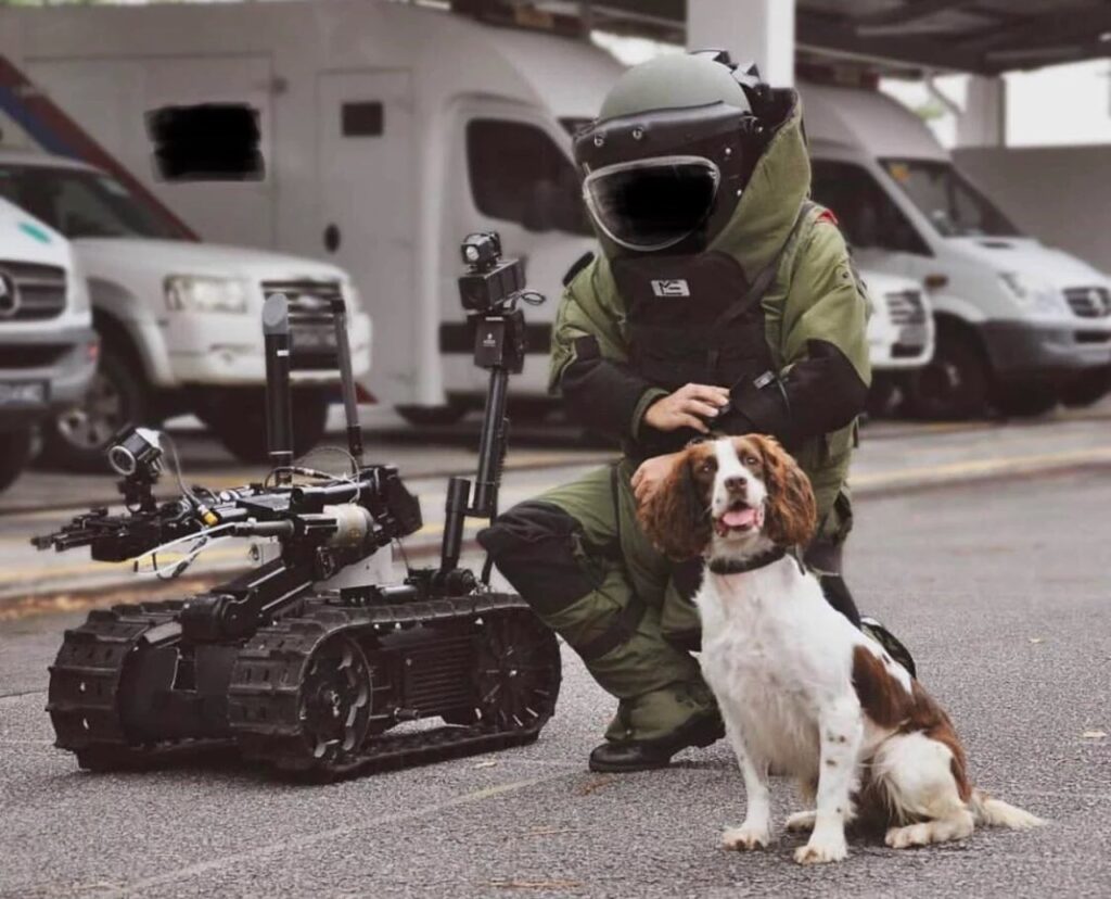 English Springer Spaniel – The Explosives Expert