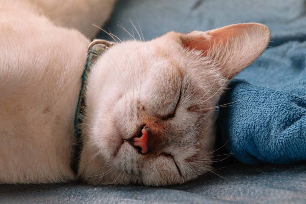 Cat Sleeping