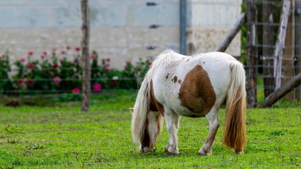 portrait of pony in the grass
