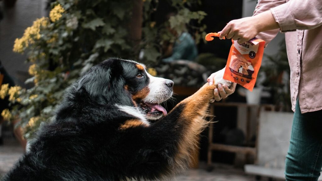 Dog eating packet food