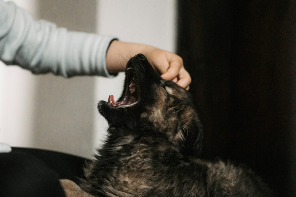 Puppy barking loud