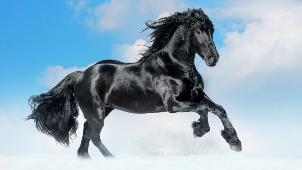 bay lusitano horse in winter field