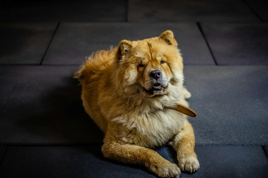 Chow Chow