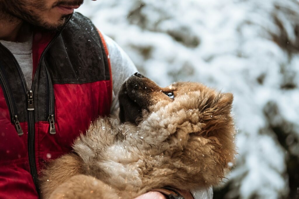 Chow Chow dog in winter