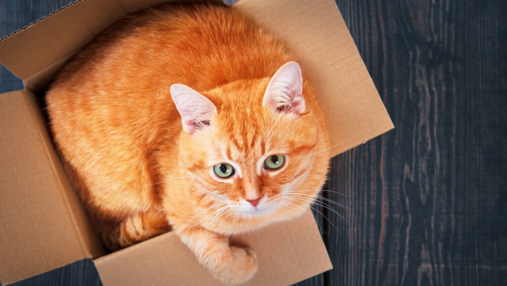 Cute red cat in a cardboard box.