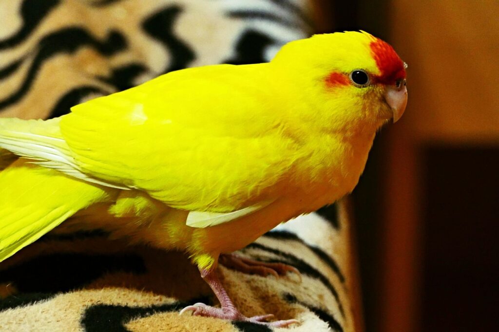 Kakariki