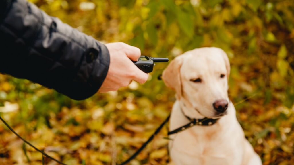 Dog with Electric shock collar on outdoor.