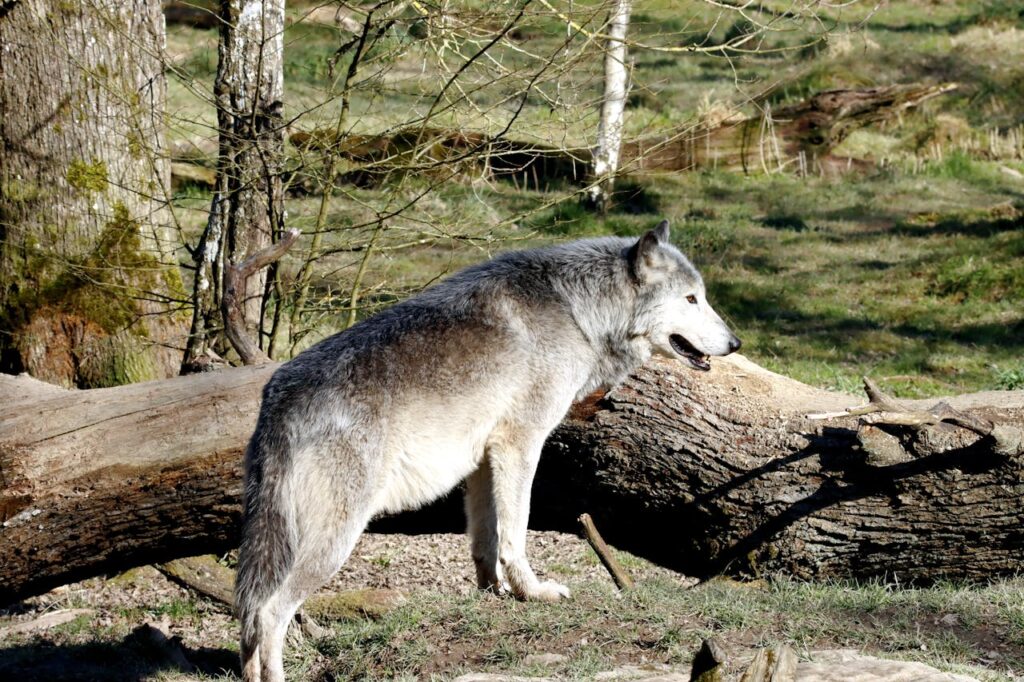 Wolf
