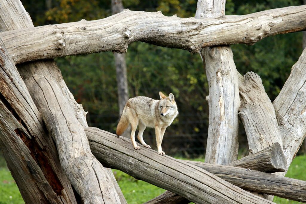 Coyote