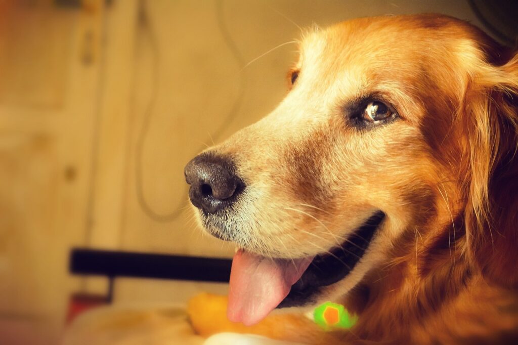 happy dog