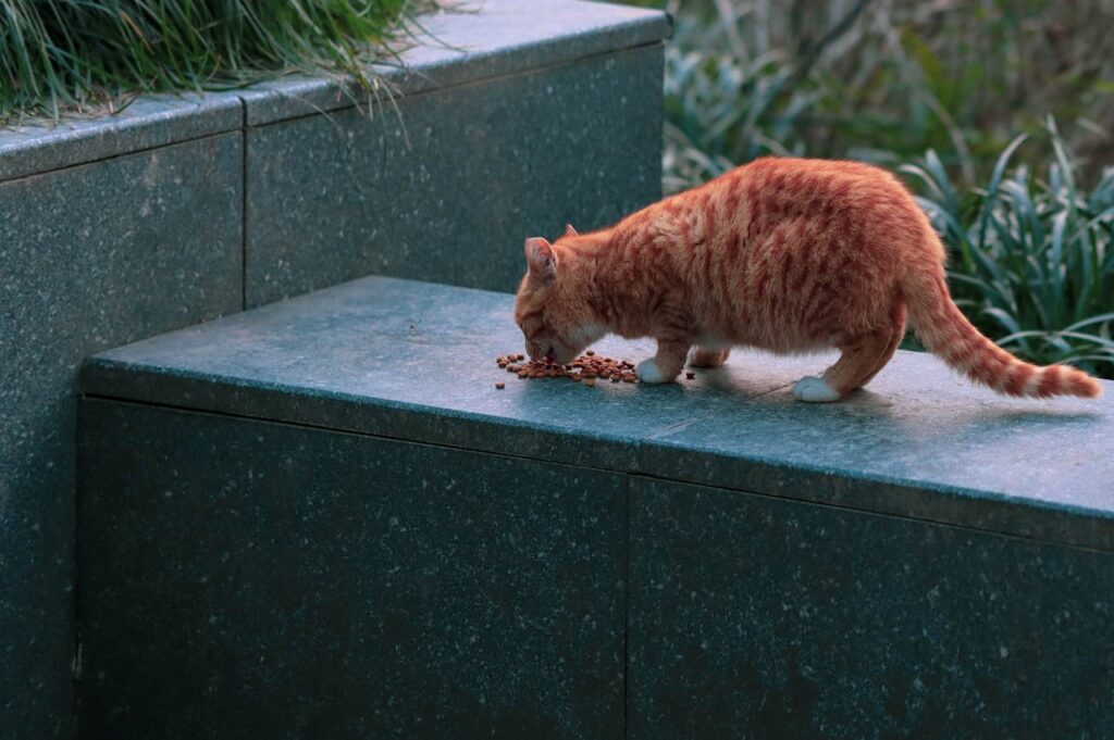 stray cat eating