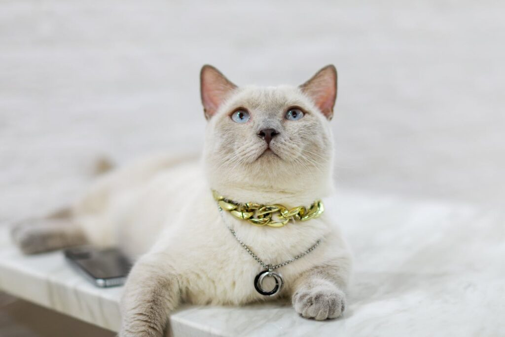 siamese cat
