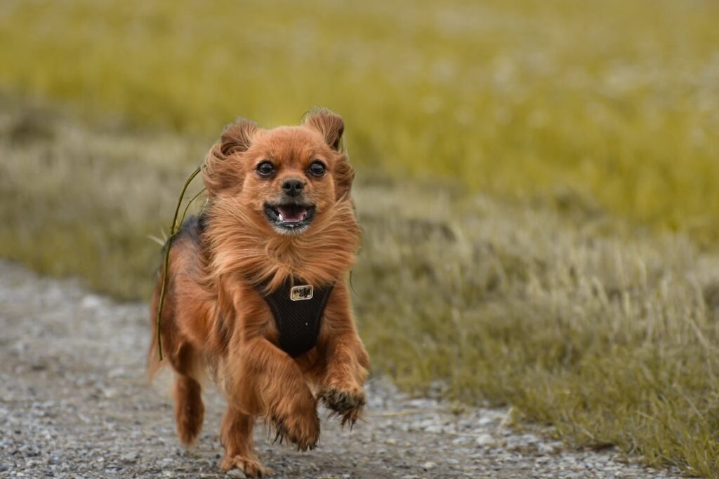 Dog running