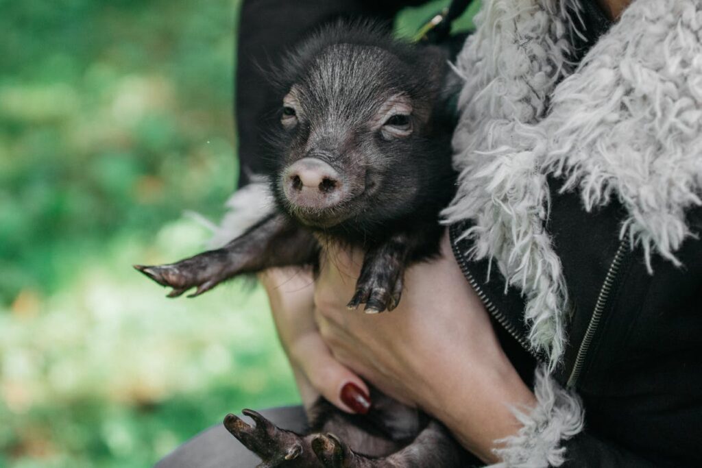 black piglet