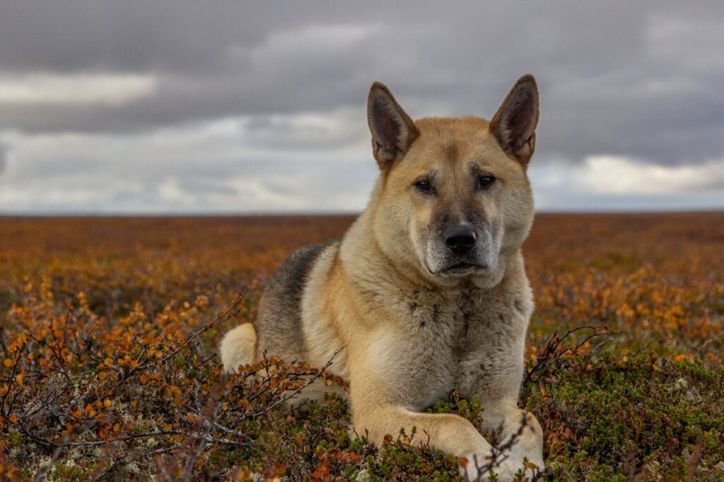 American Akita
