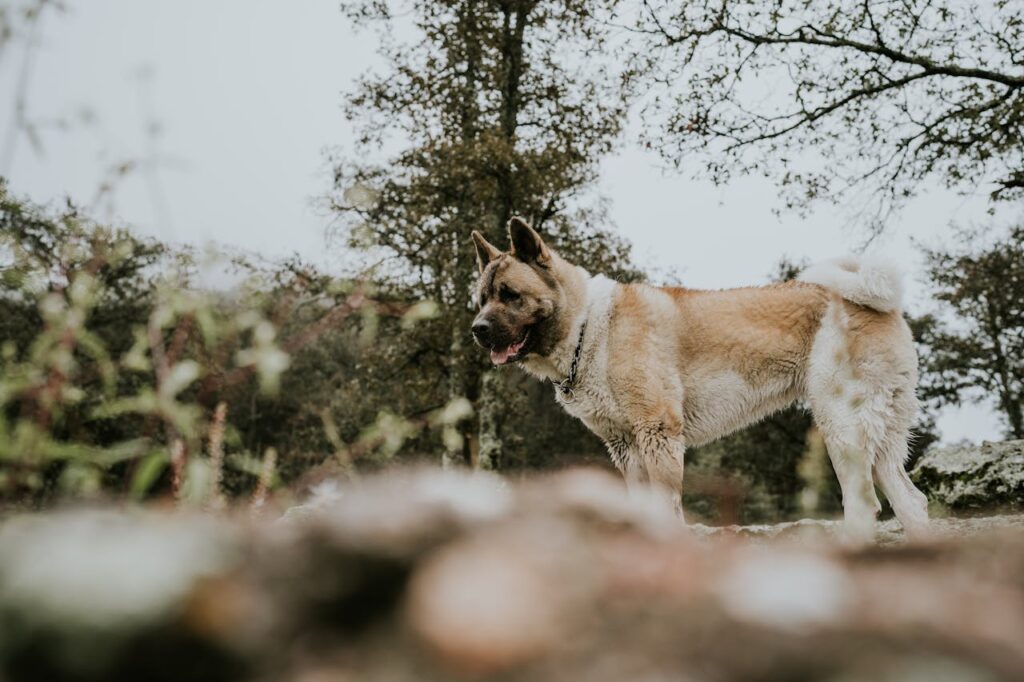 American Akita