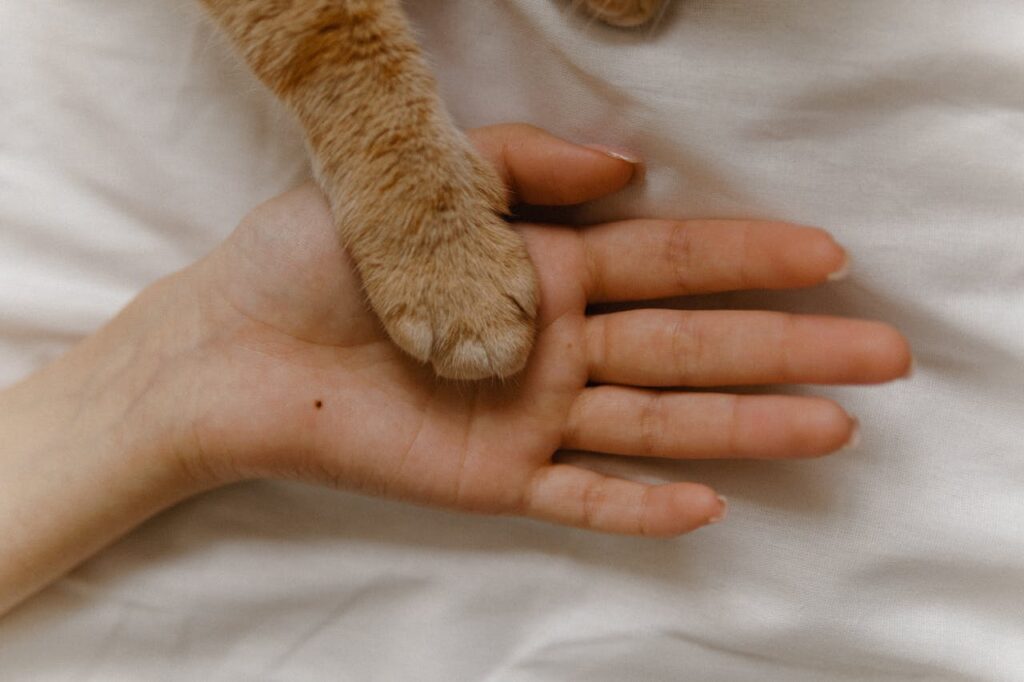 Caring Cat Paws