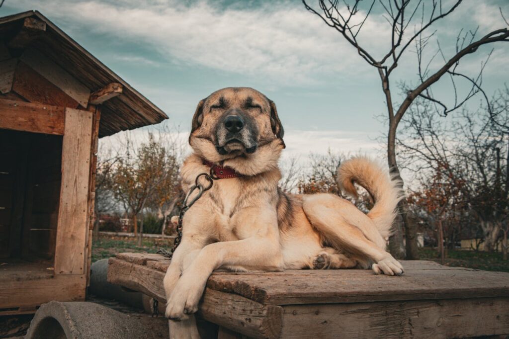 Large Dog Breeds That Are Surprisingly Gentle Giants