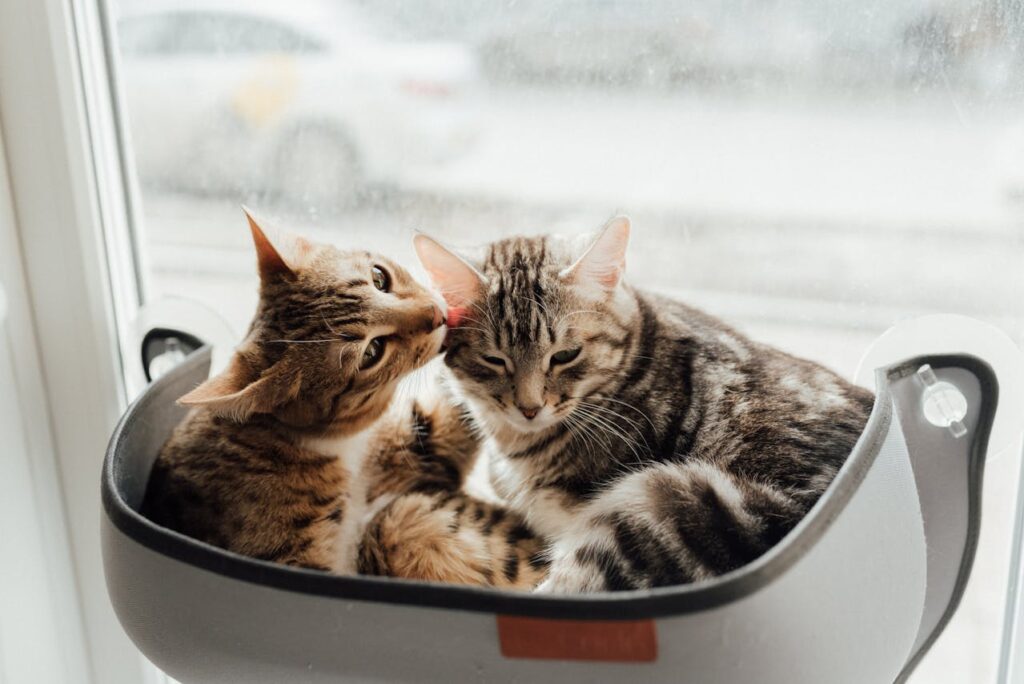 cats licking 