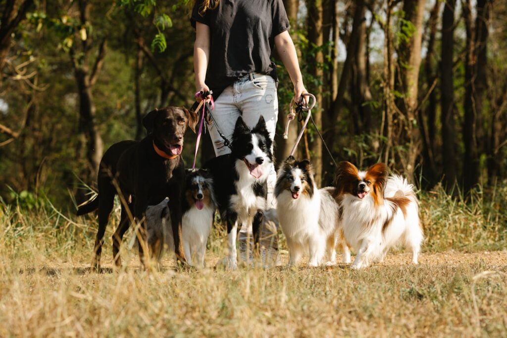 Labrador with Border Collie