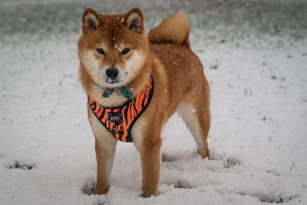 dog in snow