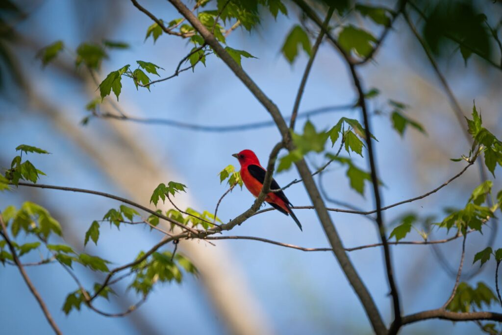 Scarlet tanager