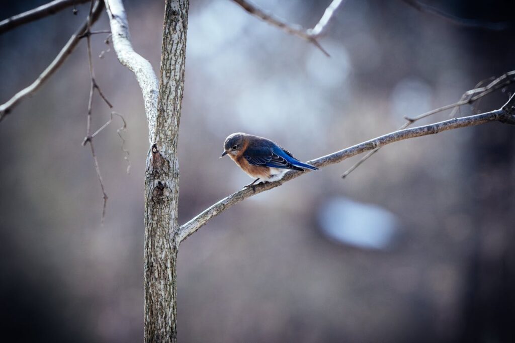 eastern bluebird