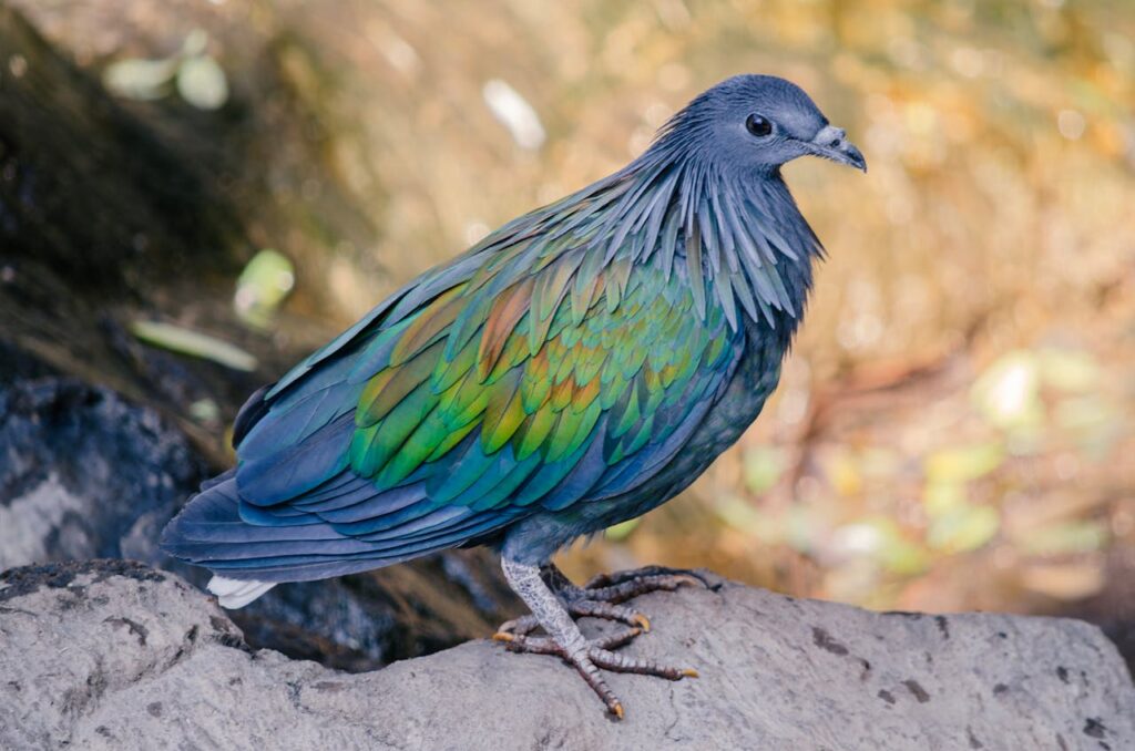 paloma pigeon