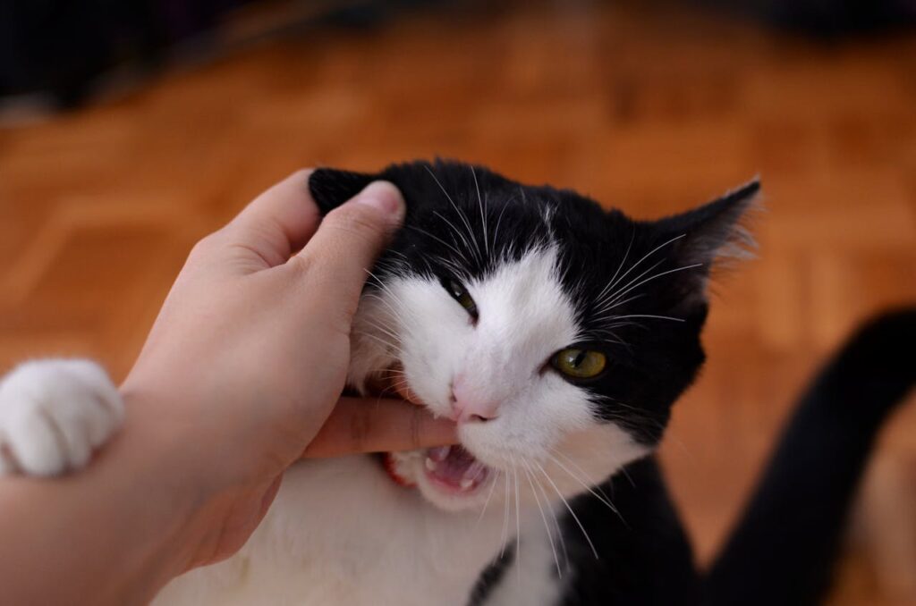 Cats That Pretend to Hate You—But Secretly Can’t Live Without You