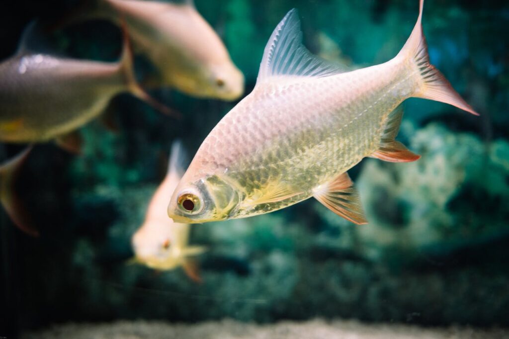 fish swimming