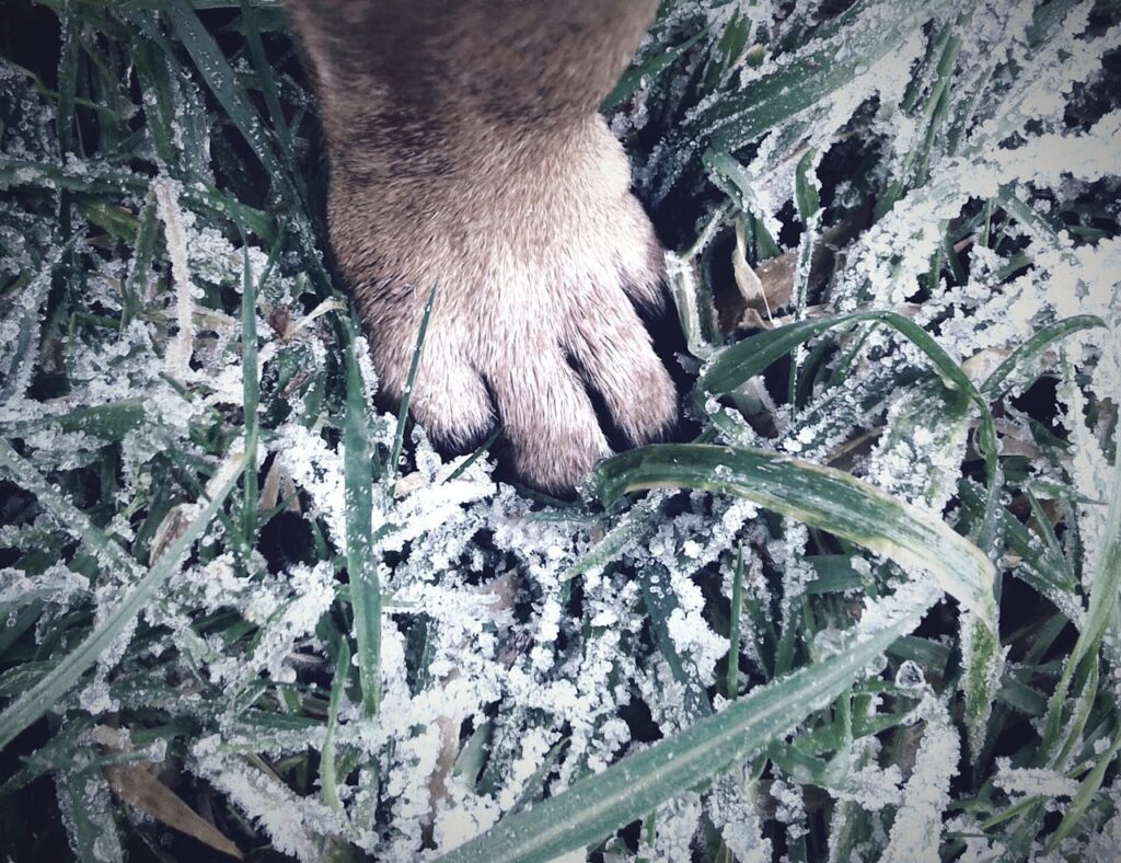frostbite affecting dog paw