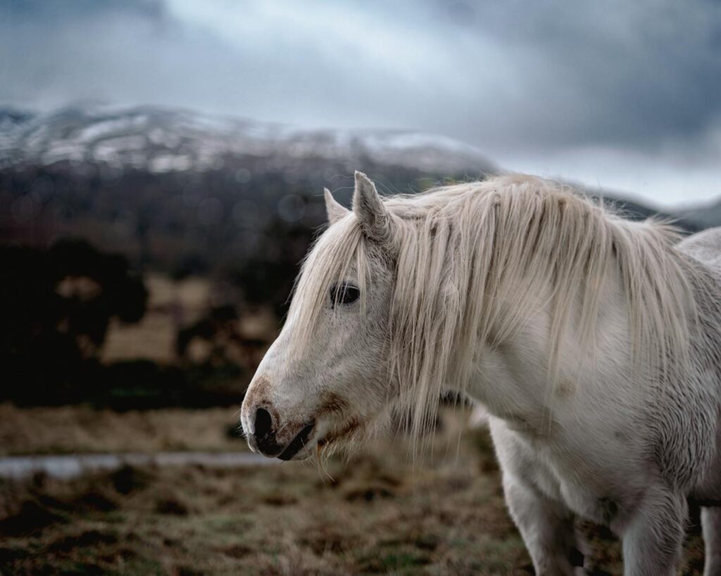Majestic White Horse in Snowy Highland Landscape