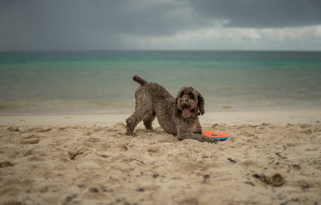 Best Dog-Friendly Activities That Every Pet Owner Should Try