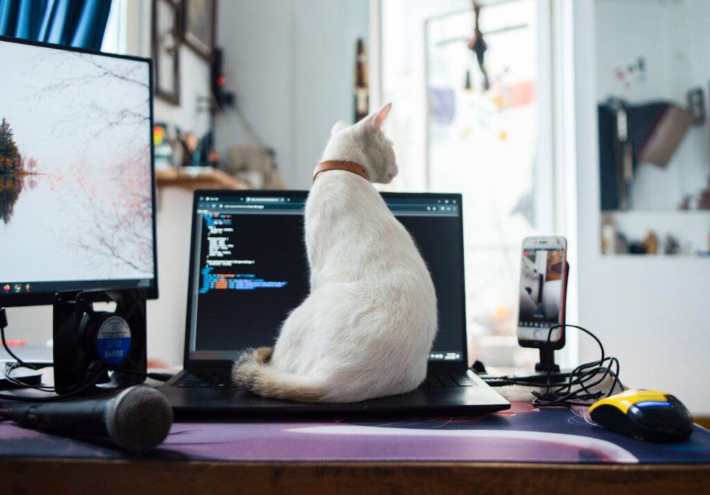 cat sitting on laptop