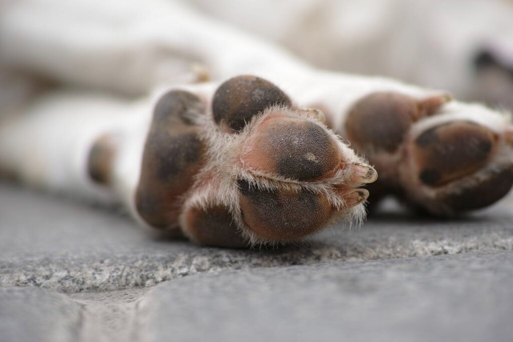 Common Dog Paw Problems Every Owner Should Watch For