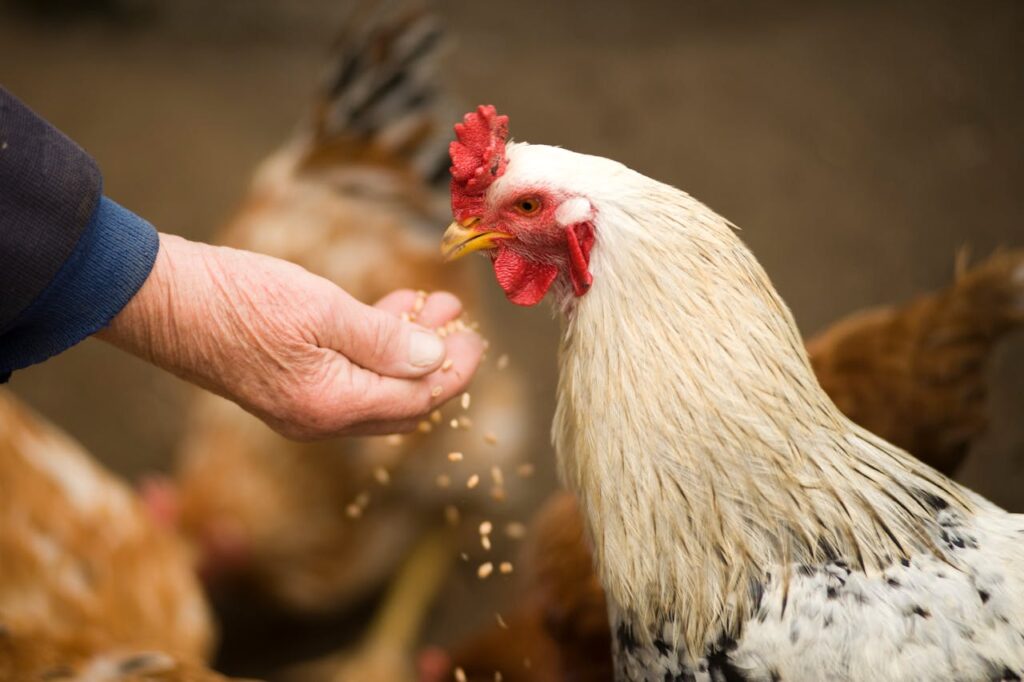 Reasons Chickens Are Way Smarter Than You Think