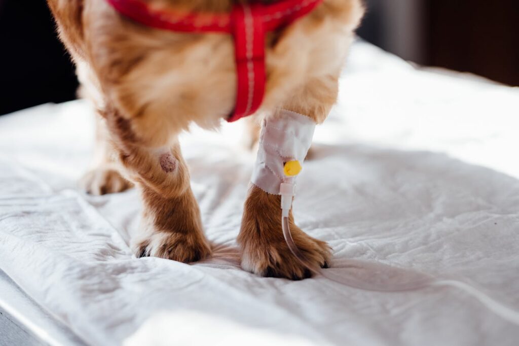 dog paw cut and abrasions