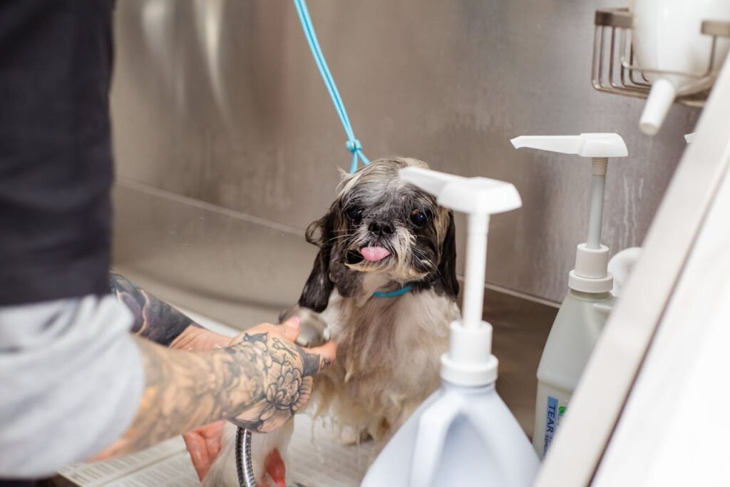 dog bath