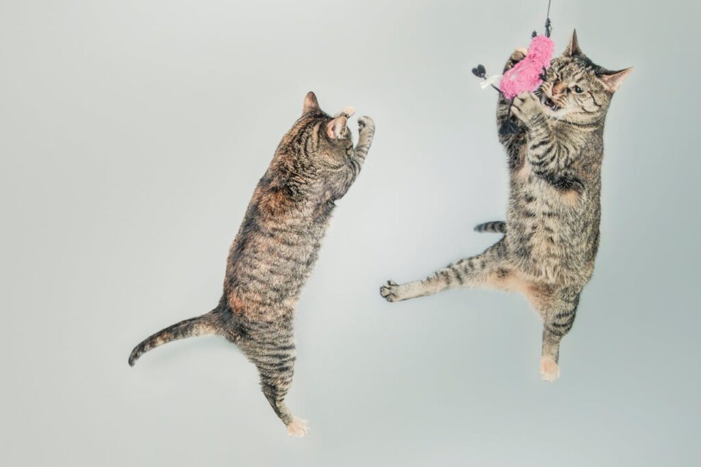 cat jumping