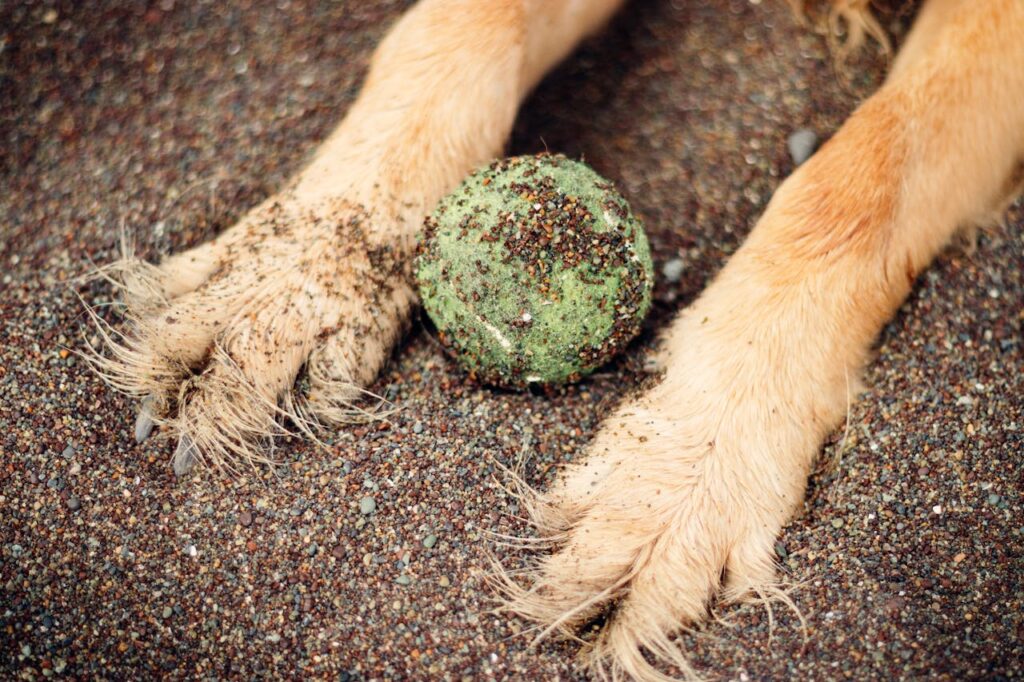 Dog paw bacterial infections