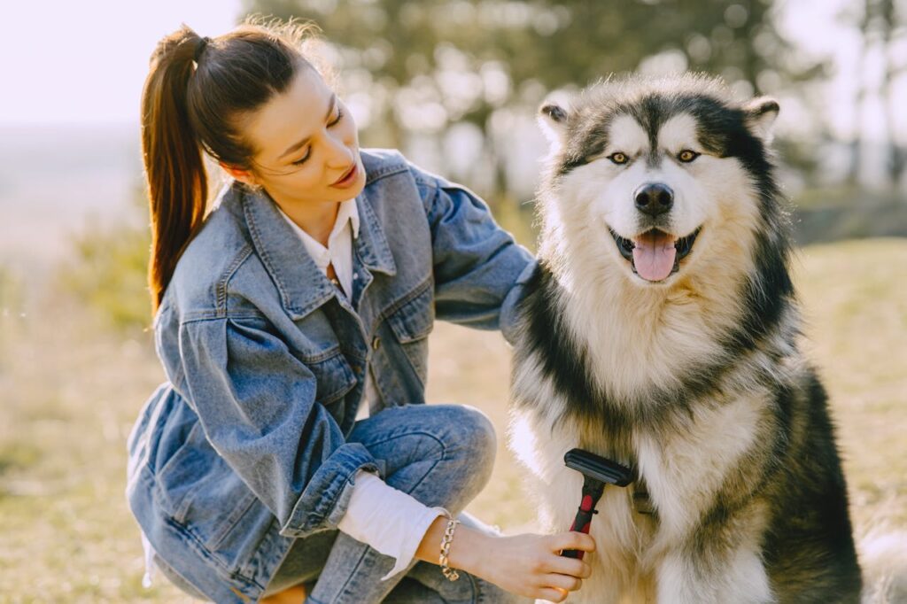 siberian husky