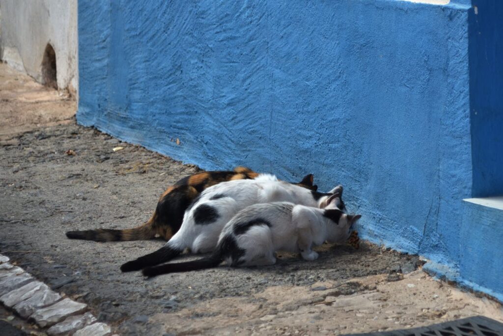 cats eating